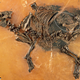 Illustration for article titled Incredible Fossil of an Ancient Horse Still Contains Its Unborn Foal